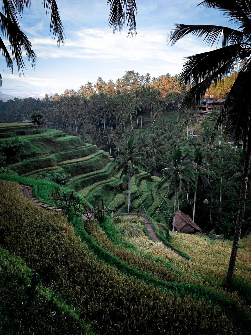 Bali rice terraces